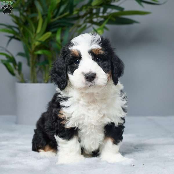 Kevin, Mini Bernedoodle Puppy